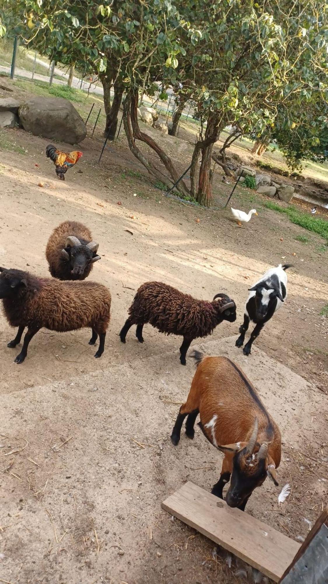 Au Granit Bleu Bed & Breakfast Faye-l'Abbesse Dış mekan fotoğraf